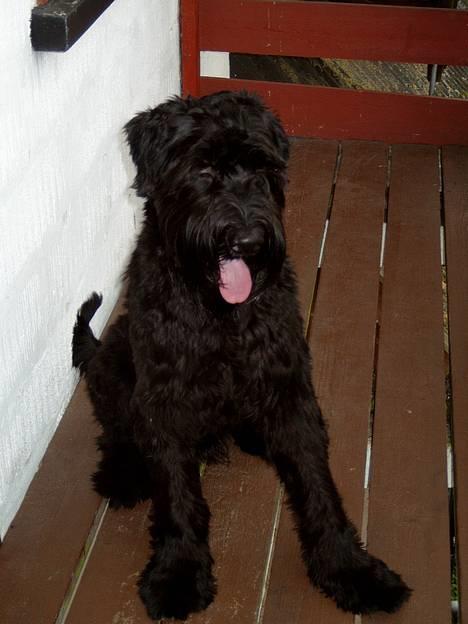 Riesenschnauzer Blackie billede 10