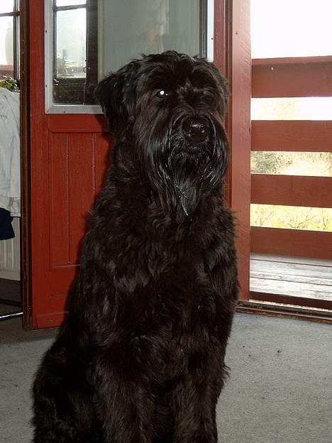 Riesenschnauzer Blackie billede 11