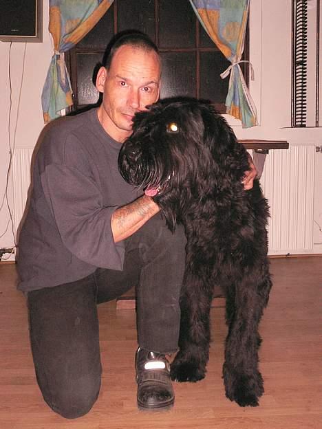 Riesenschnauzer Blackie billede 12