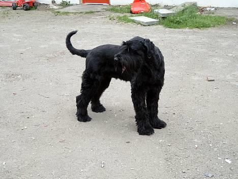 Riesenschnauzer Blackie billede 14