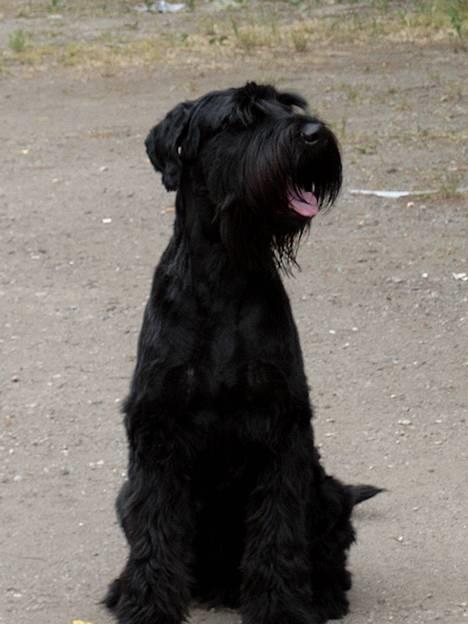 Riesenschnauzer Blackie billede 15