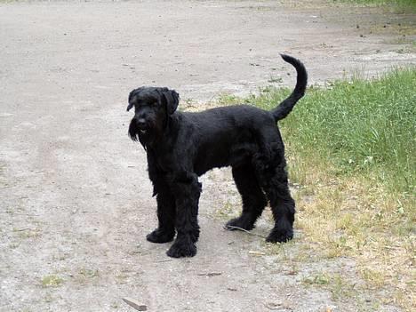 Riesenschnauzer Blackie - så slappes der billede 16