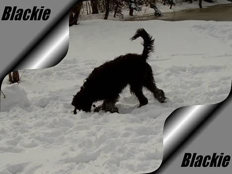 Riesenschnauzer Blackie billede 18