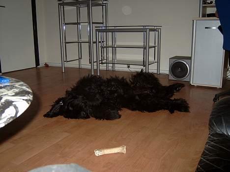 Riesenschnauzer Blackie - blackie ynglings stilling :-) billede 19