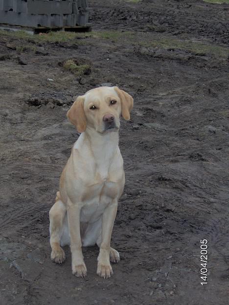 Labrador retriever Molly billede 1