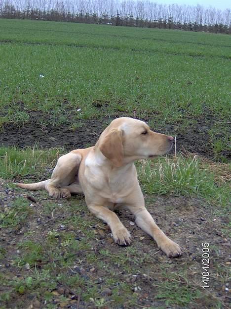 Labrador retriever Molly billede 2