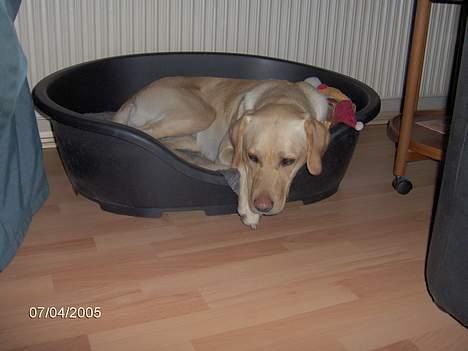 Labrador retriever Molly billede 3