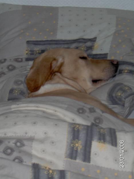 Labrador retriever Molly - Godnat... billede 4