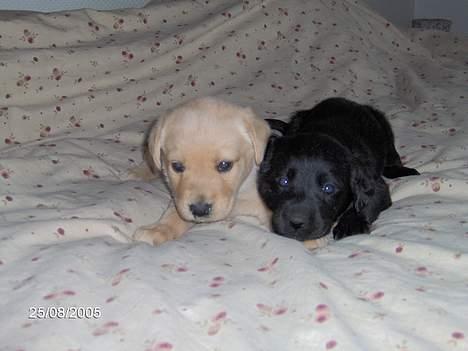 Labrador retriever Molly - 2 af hvalpene billede 5