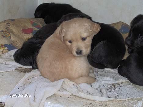 Labrador retriever Molly - Hvalpene billede 6