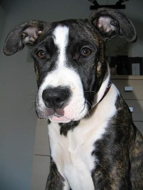 Amerikansk staffordshire terrier Tanja billede 1