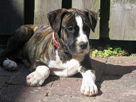 Amerikansk staffordshire terrier Tanja billede 2