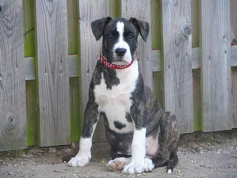 Amerikansk staffordshire terrier Tanja billede 3