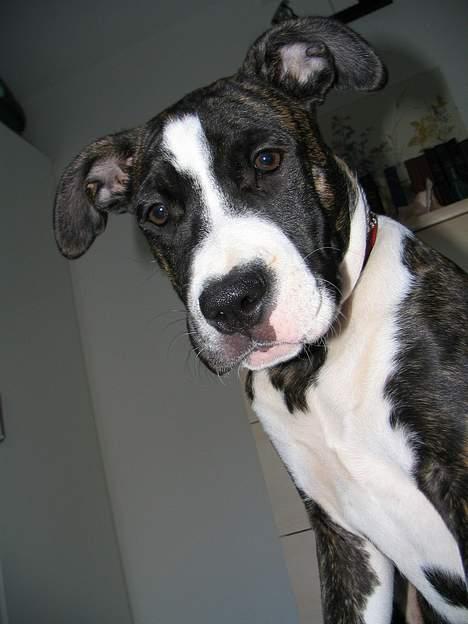 Amerikansk staffordshire terrier Tanja billede 4