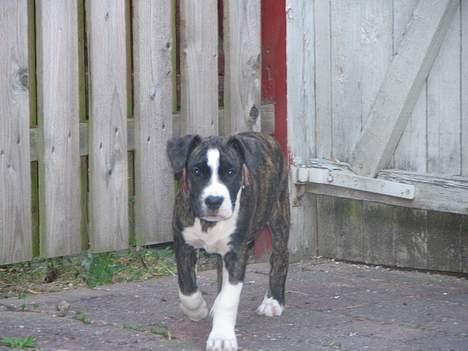 Amerikansk staffordshire terrier Tanja billede 5