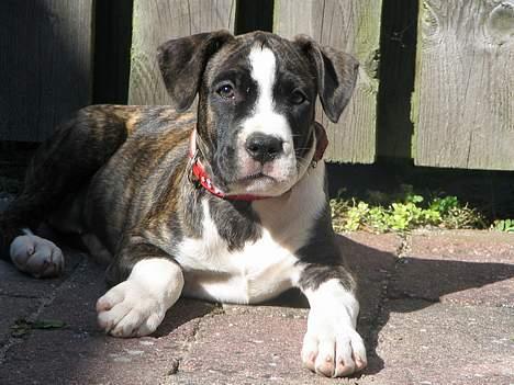 Amerikansk staffordshire terrier Tanja billede 6