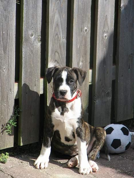 Amerikansk staffordshire terrier Tanja billede 7