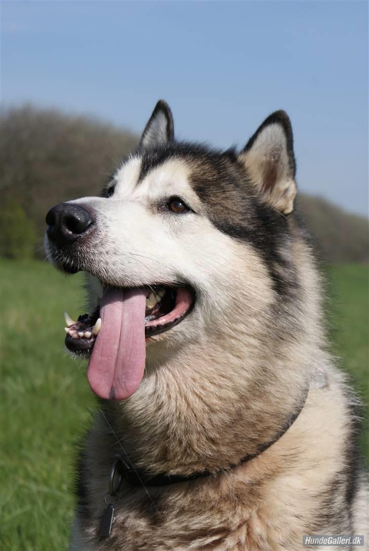 Alaskan malamute SILVER billede 3