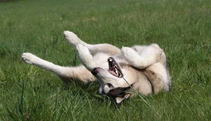 Alaskan malamute SILVER billede 4