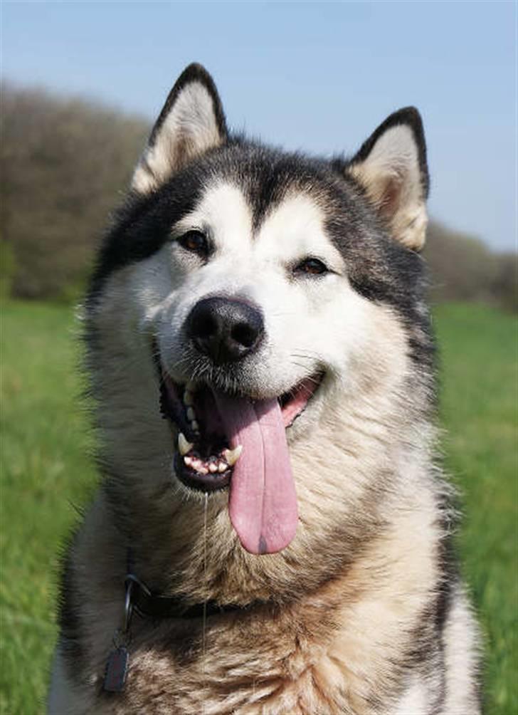 Alaskan malamute SILVER billede 5