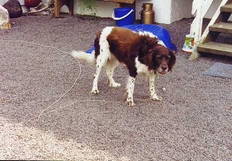 Kleiner münsterländer tinto(død) billede 12