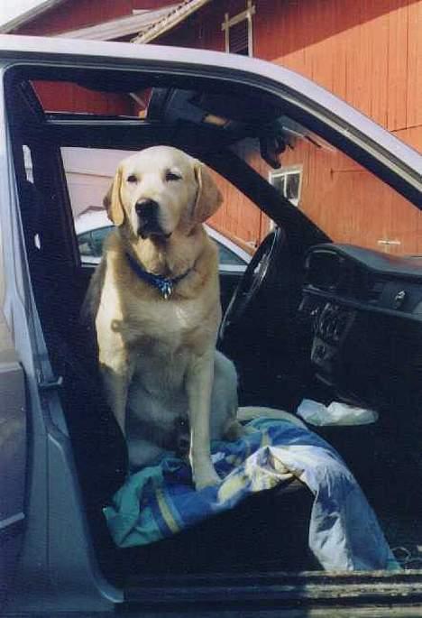 Blanding af racer simba - simba på sin ynglings plads i bilen billede 16