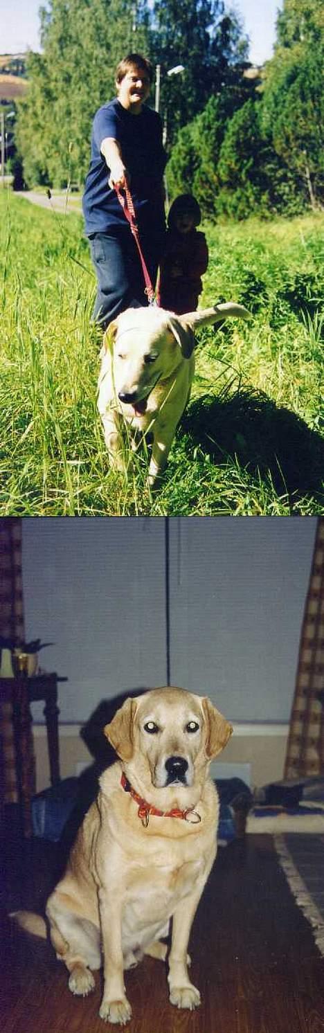 Blanding af racer simba - simba på tur med min mor og søster og simba i det gamle hus billede 17