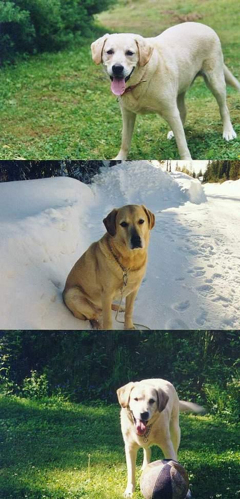 Blanding af racer simba billede 18