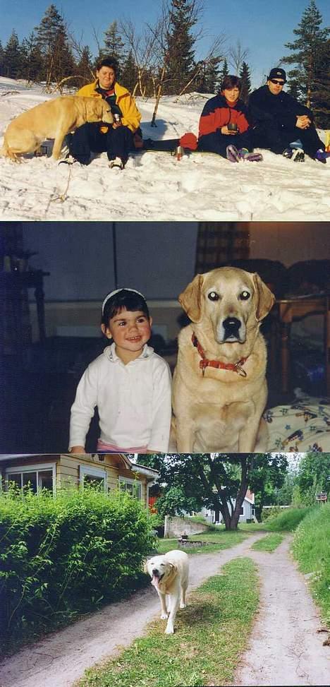 Blanding af racer simba - b1: simba på tur i skogen med mor,tante og onkel. b2:simba og mette og b3 et af de siste bilderne billede 19