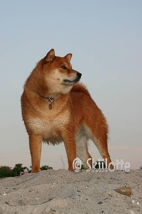 Shiba  - Luie *R.I.P* - R.I.P Min smukke dreng <3 savner dig <3 billede 1