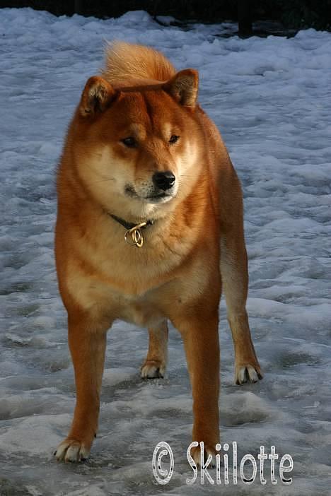 Shiba  - Luie *R.I.P* - Hov kom der nogen ? ;o)  billede 2