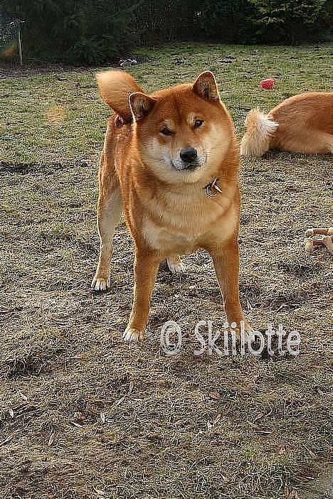 Shiba  - Luie *R.I.P* - kaldte i på miig ? ;o) billede 3