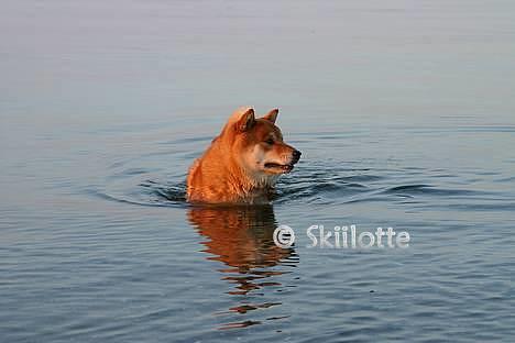 Shiba  - Luie *R.I.P* - * NYT - kommer i ikke herud ? ;o) billede 4