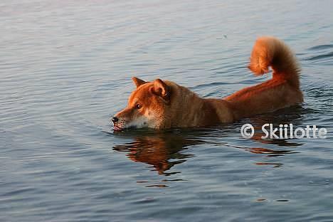 Shiba  - Luie *R.I.P* - * NYT - Plaske plaske.. jeg er en vandhund det er der ingen tvivl om.. ;o) billede 5