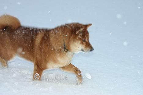 Shiba  - Luie *R.I.P* - Prinsen <3 billede 6