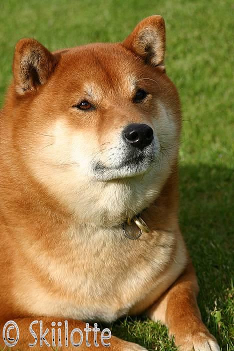 Shiba  - Luie *R.I.P* - smuk dreng.. billede 7
