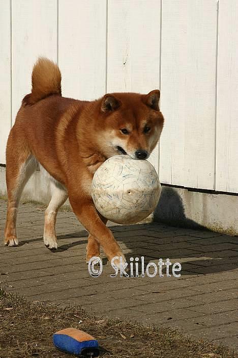 Shiba  - Luie *R.I.P* -  hæhæ., du kan ikke fange mig. ;o) *NYT billede 8