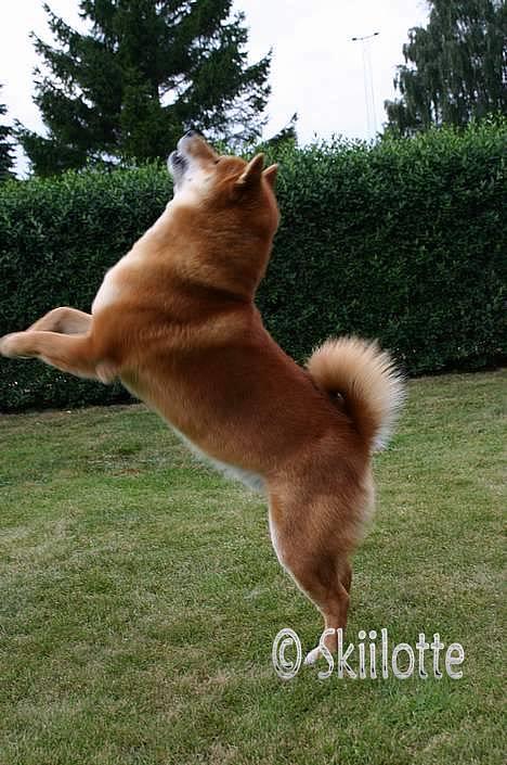 Shiba  - Luie *R.I.P* - Juuubii :-) billede 9