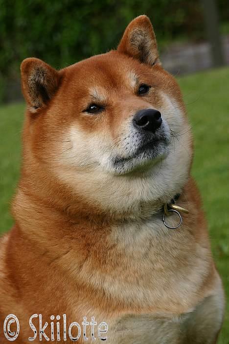 Shiba  - Luie *R.I.P* billede 10