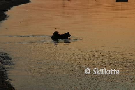 Shiba  - Luie *R.I.P* billede 11