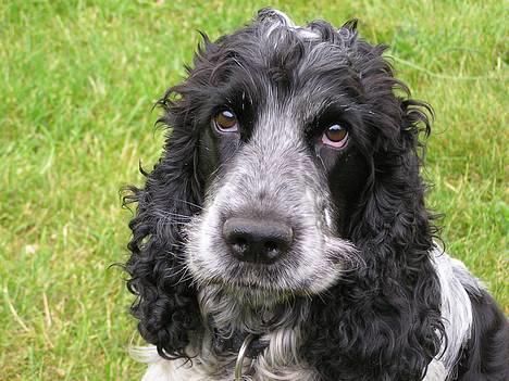 Cocker spaniel Balder - Nååhr :)  billede 1