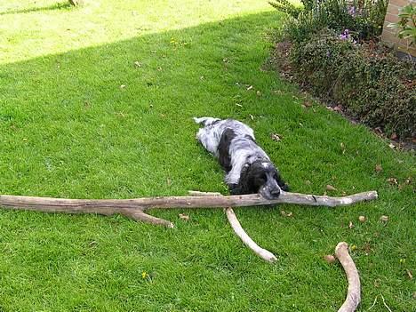 Cocker spaniel Balder - Han havde fundet en KÆMPE pind:D billede 3