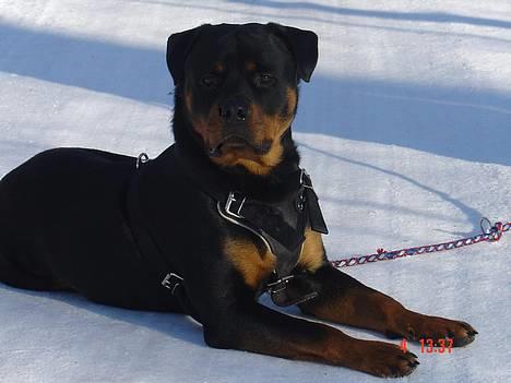 Rottweiler TYSON  - Hmm, mon der snart kommer nogle og leger ?? billede 1