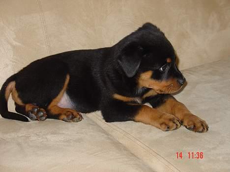 Rottweiler TYSON  - 8uger gammel lige flyttet ind, har allerede "INDVADERET" en sofa  billede 2
