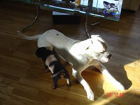 Rottweiler TYSON  - Dejligt at have en legeONKEL / Plejefar "CORNELIUS" Som bare ligger og finder sig i alt jeg gør HA HA !! billede 3