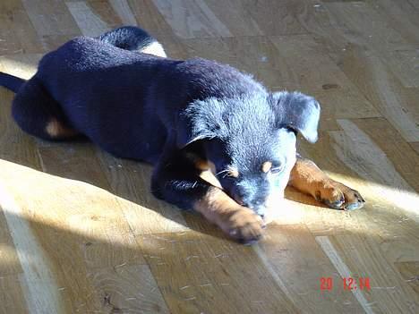 Rottweiler TYSON  - Hva er det for en BRUN klump som sidder der for enden, Hmmmm ?? billede 4