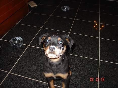Rottweiler TYSON  - Øhhh hva glor i på, har jeg noget i pelsen eller hva ??  Ja se sådan går det når mor & far giver mig A38 Nam Nam, godt det ikke er mig der skal tørre op !! billede 5