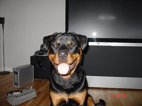 Rottweiler TYSON  - Hey, hva så smukke HundTØZ hva skal du med en tur i SKOVEN eller VOV ??  billede 6