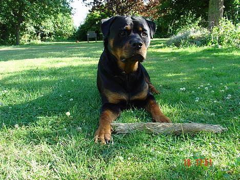 Rottweiler TYSON  - her ligger jeg så og vendter på at der er nogle der gidder kaste min pind... billede 7