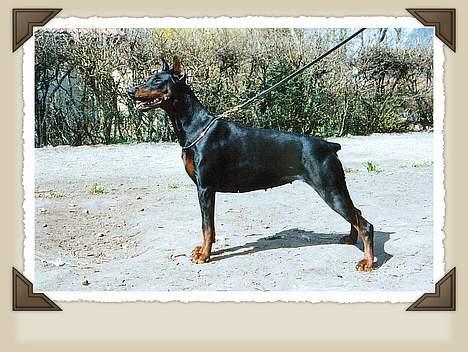 Dobermann (Genning's Excalibur)Nero - Min mor: Sheila billede 16